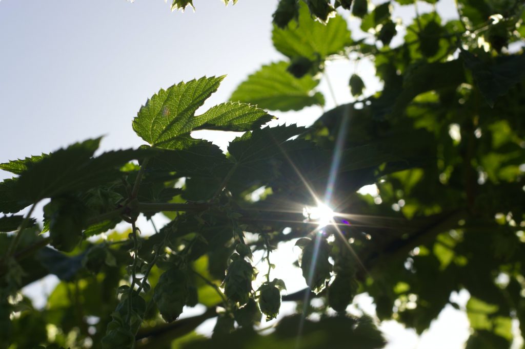 Encourage Sustainability | Property Value